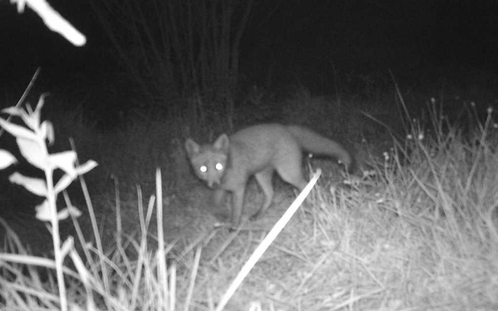 Progetto fauna: monitoriamo i nostri animali selvatici Progetto fauna: monitoriamo i nostri animali selvatici